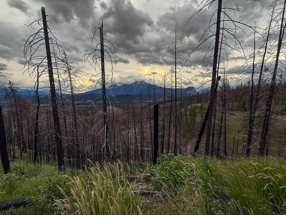 Nature recovers from damage from the 2024 Jasper Wildfire