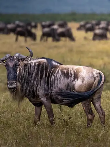 Ngorongoro Family Safari