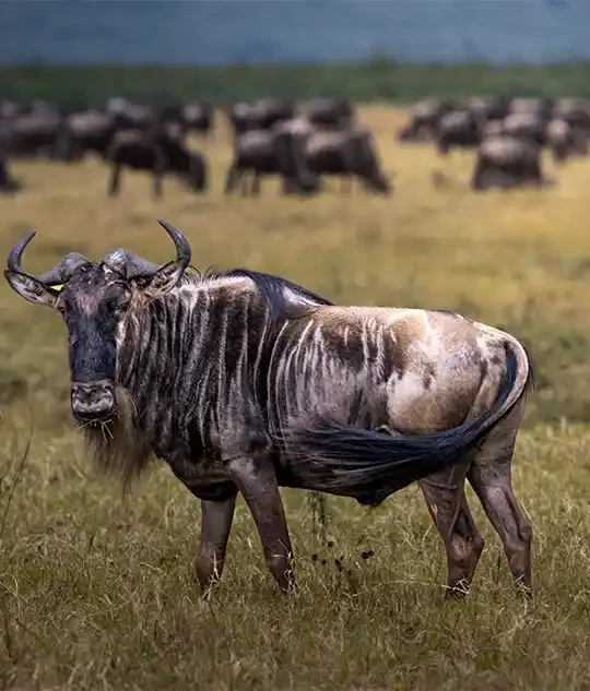 Ngorongoro Family Safari