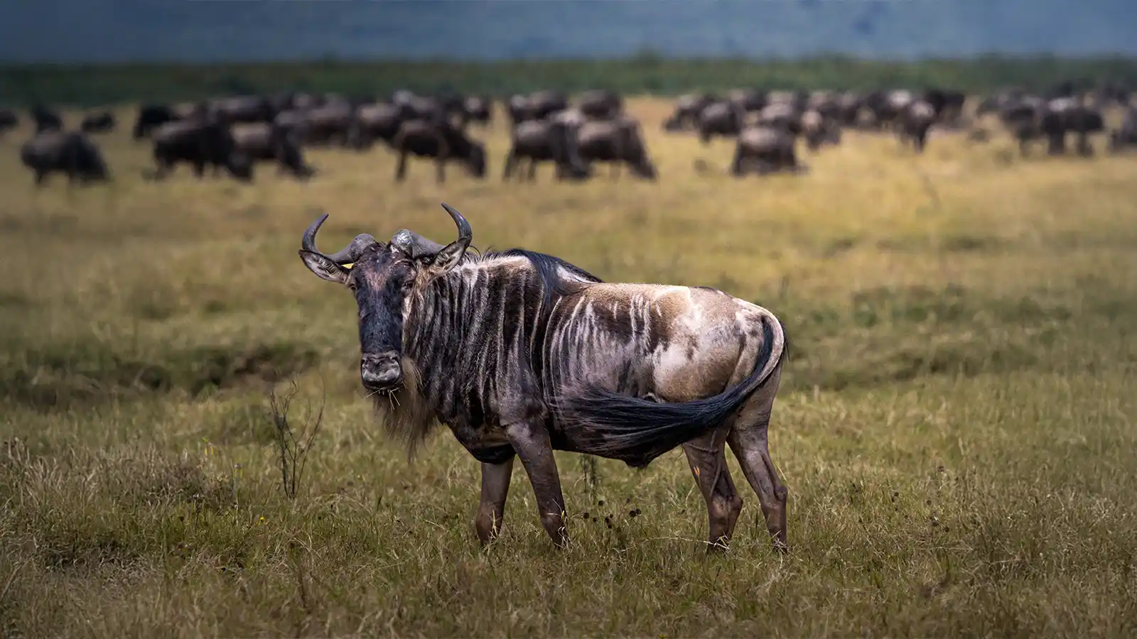 Ngorongoro Family Safari