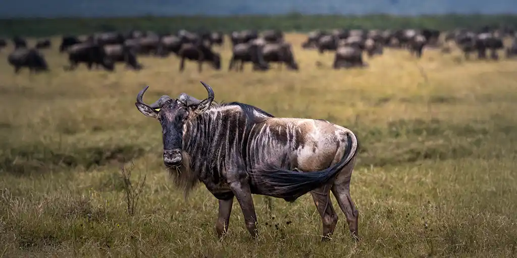 Ngorongoro Family Safari