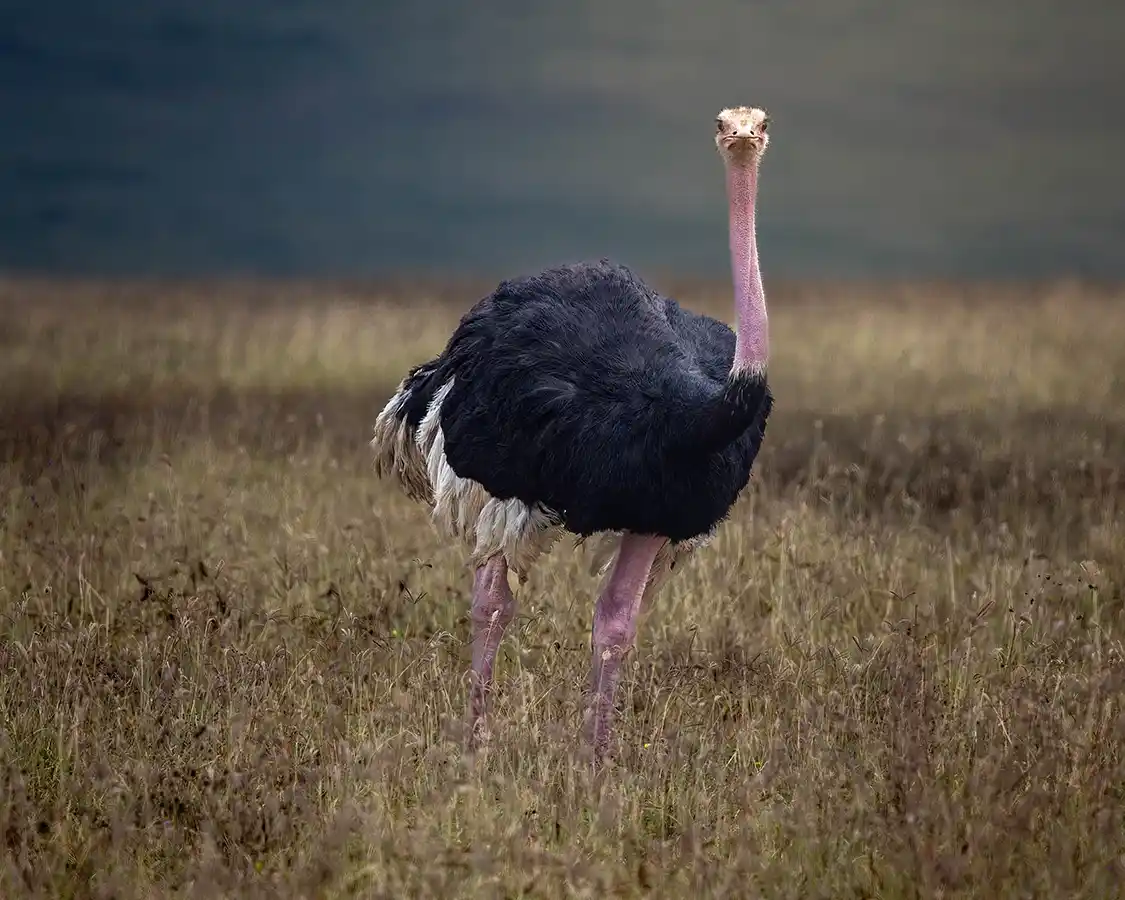 Ostrich roaming the plains of Ngorongoro