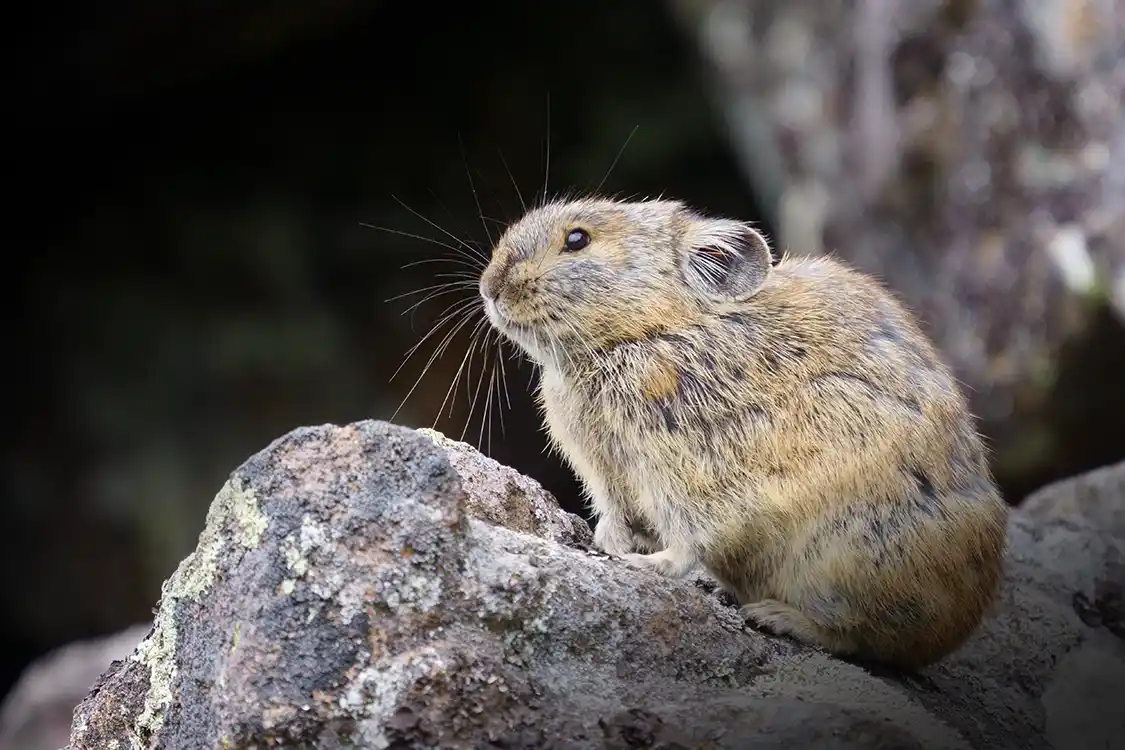 Pika on the rockpile at Moraine Lake Alberta