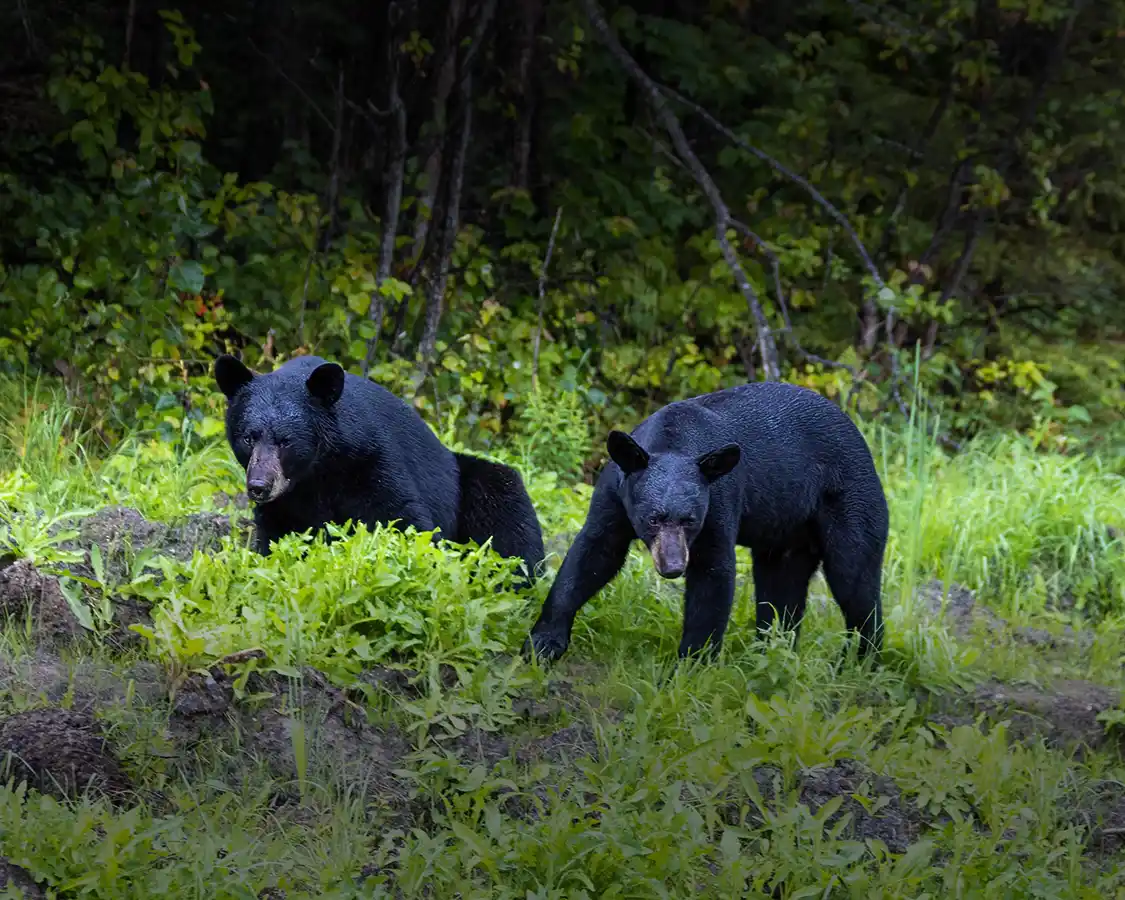 Two young black bears on the edge of the forest along the Bow Valley Parkway