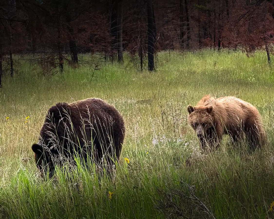 Two young brown bears walk through the grass in Jasper National Park