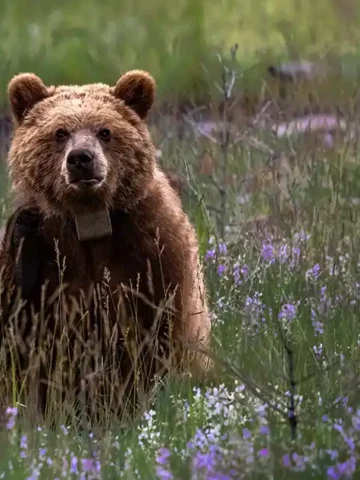 Where to see Wildlife in the Canadian Rockies