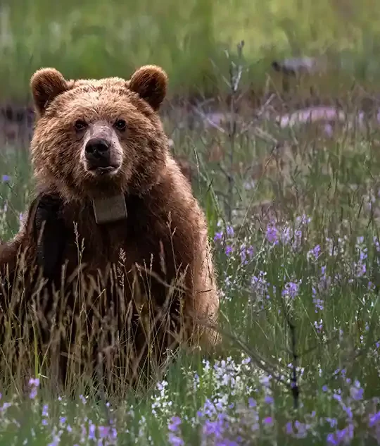Where to see Wildlife in the Canadian Rockies