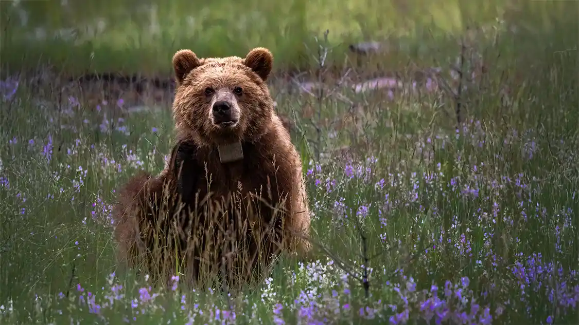 Where to see Wildlife in the Canadian Rockies
