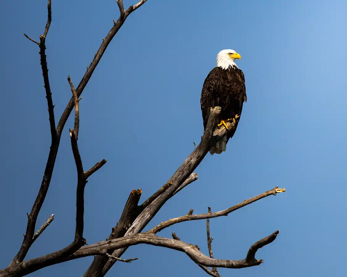Bald eagle along the Wolastoq Paddling Fredericton