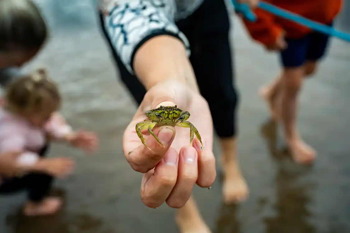 Hand holding a small crab in Herring Cove