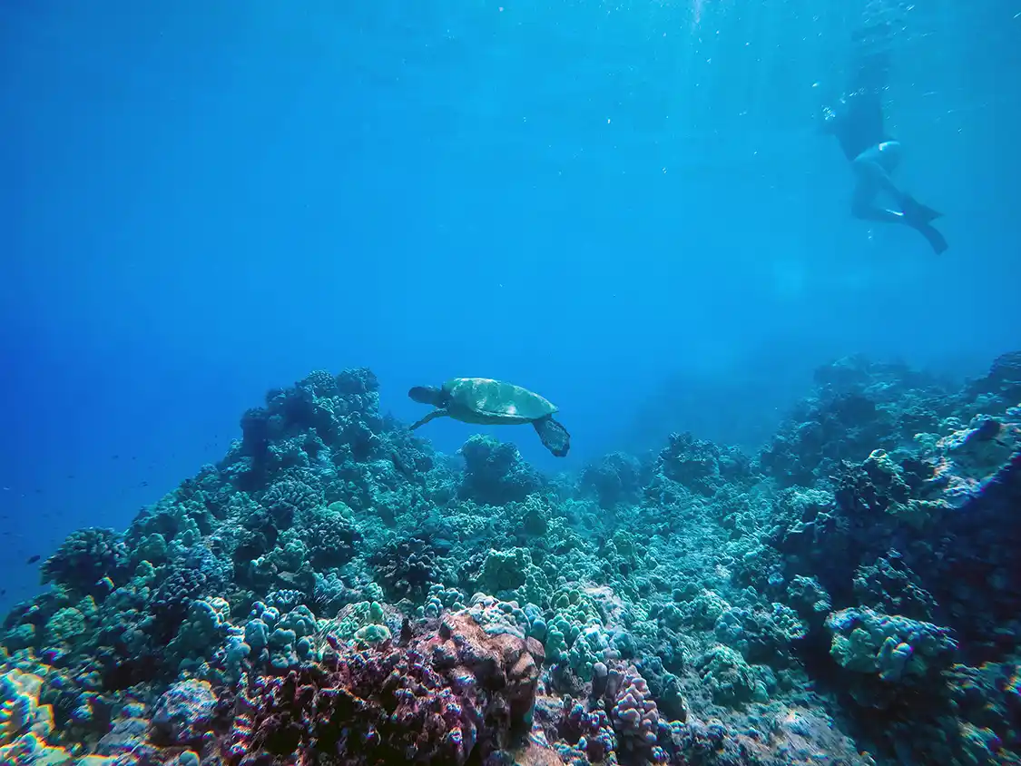 Snorkeler and sea turtle off Tambisaan Beach Boracay