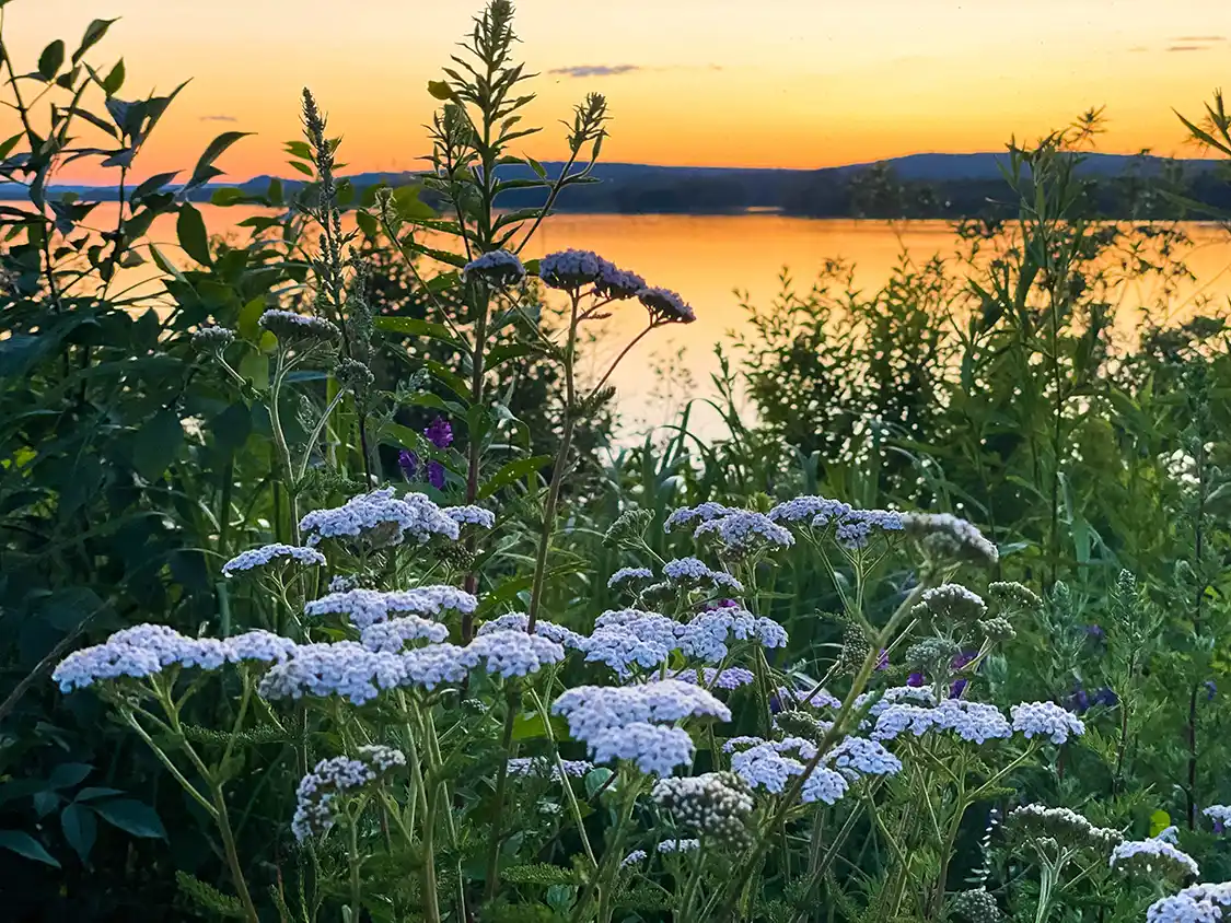 Sunset over the Wolastoq Saint John River