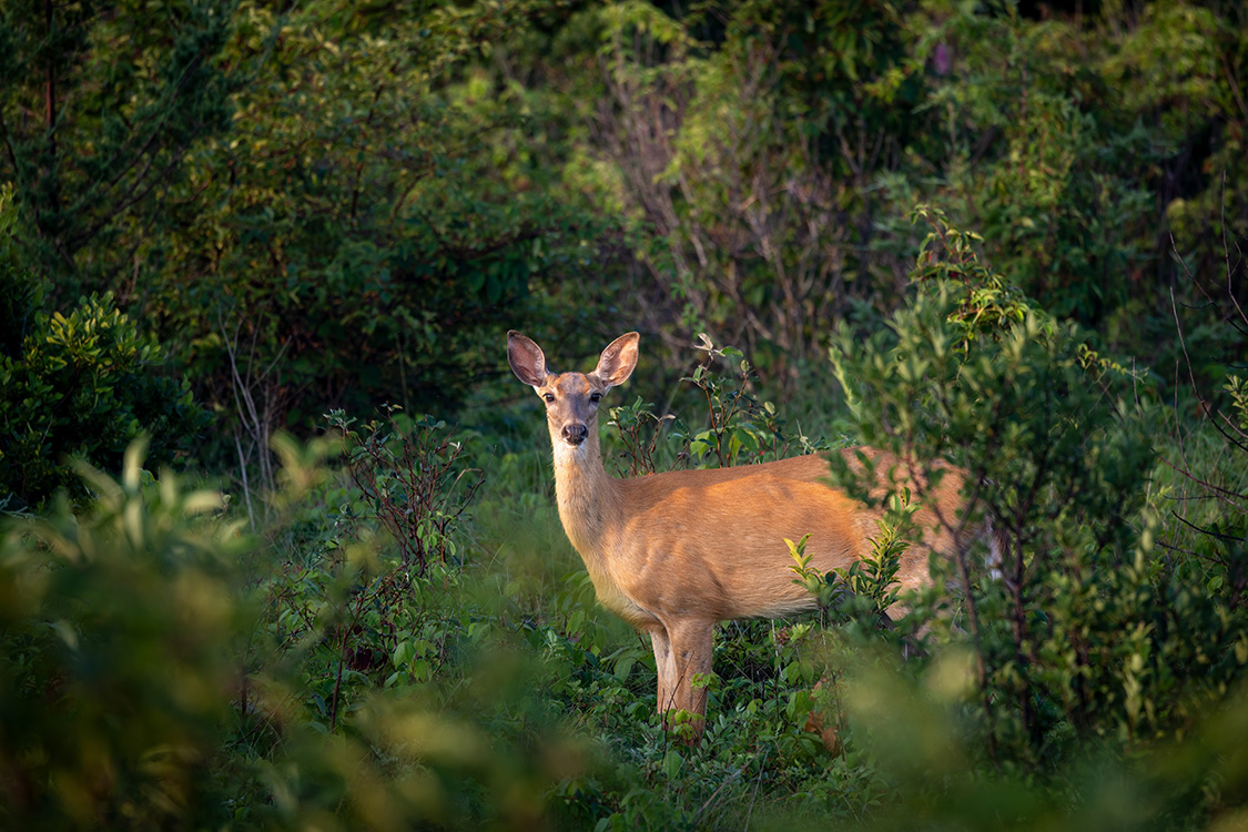 White-tailed deer by the Naashwaak Fredericton